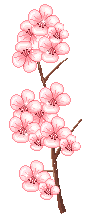 CherryBlossomBranch