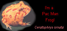 I'm a Pac Man Frog!