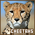 Cheetahs ♥