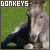 Donkeys ♥