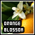 Orange blossoms