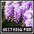 I love wisteria!