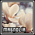Magnolias ♥