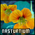 Nasturtium ♥