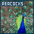 I love peacocks!