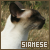 Siamese cats ♥