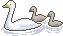 swan01