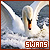 Swans